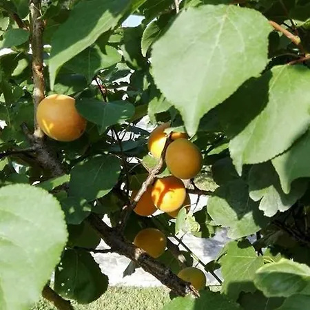 לינה וארוחת בוקר Arechi